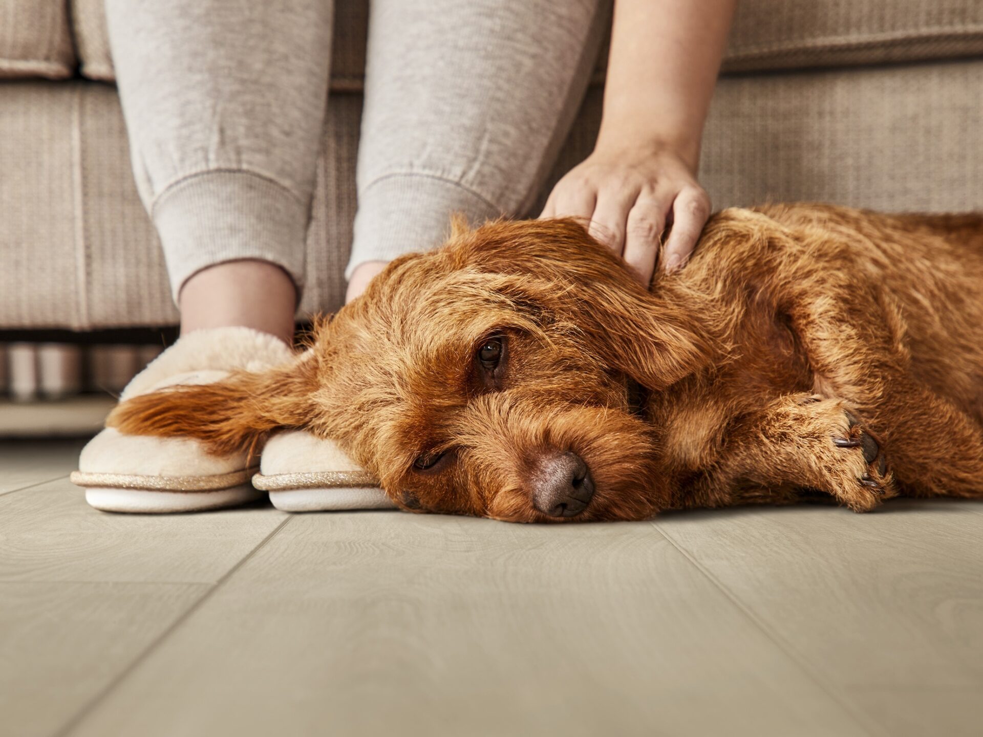 Woonkamer met vloerverwarming, houten vloer en gezellige hond