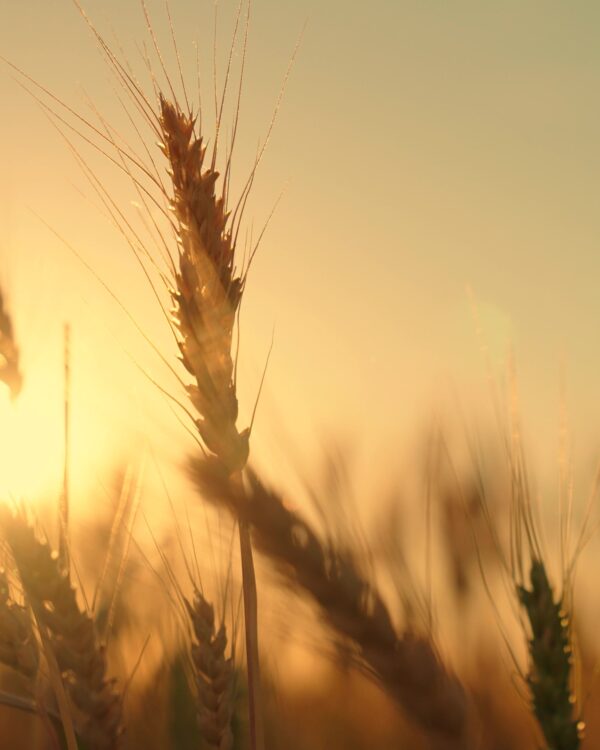 Moodboard Landelijke Woonstijl bij Thuisin