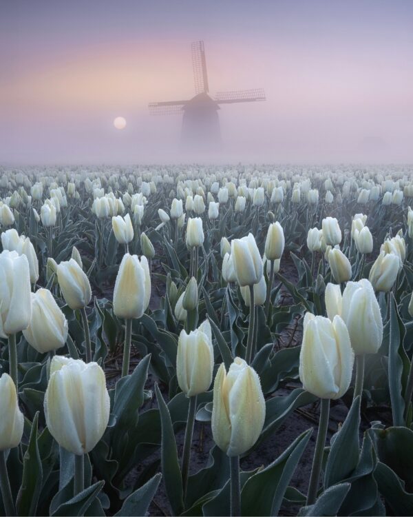 Sfeerbeeld Japandi met witte tulpen en een molen