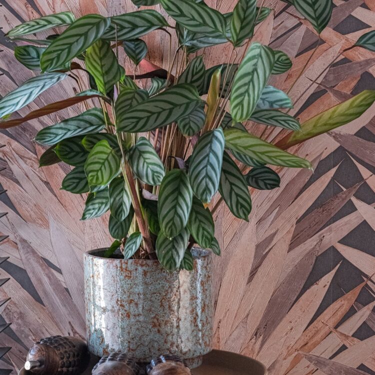 Sfeerfoto van een plant voor een bladeren behang