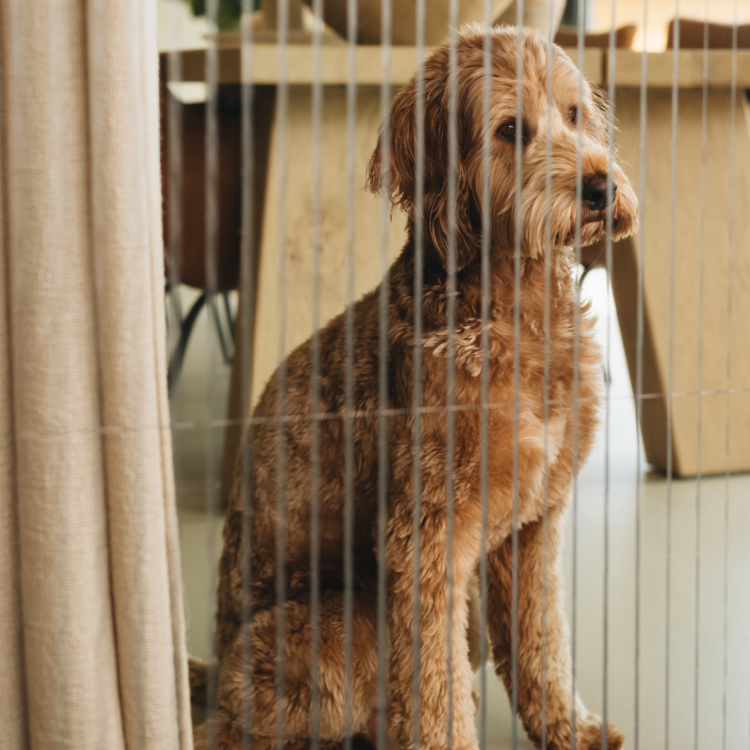 Close up foto van een deurhor met donkergaas en een hond